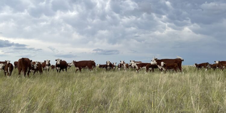 Шалғайдағы жайылымдарға шығатын 200 шаруашылық құрылады