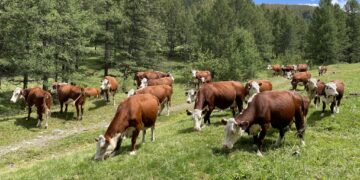 Мал өсірушілердің мүддесін қорғайтын одақ құрылды