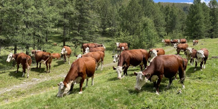 Мал өсірушілердің мүддесін қорғайтын одақ құрылды