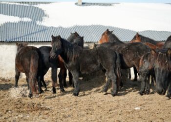 Бесқарағай ауданының шаруалары мал басын асылдандыруға бет бұрды