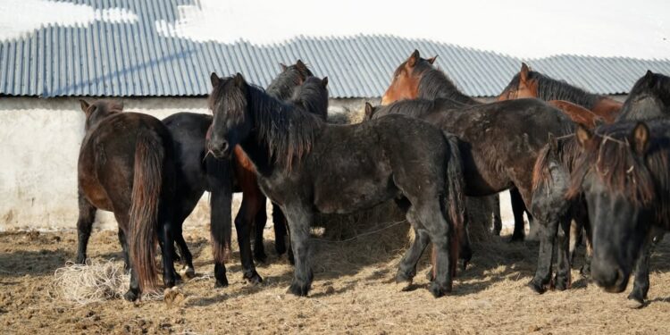 Бесқарағай ауданының шаруалары мал басын асылдандыруға бет бұрды