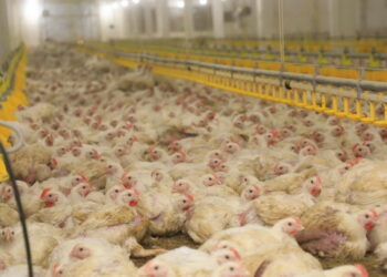 «Ақнар» құс фабрикасы өндірістік қуатын арттырып келеді