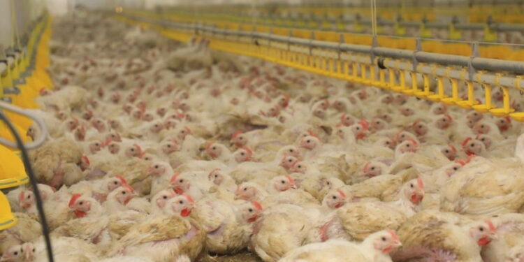 «Ақнар» құс фабрикасы өндірістік қуатын арттырып келеді