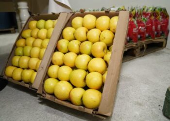 Түркістан облысында жеміс-жидектерді терең өңдейтін зауыт іске қосылды