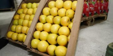 Түркістан облысында жеміс-жидектерді терең өңдейтін зауыт іске қосылды