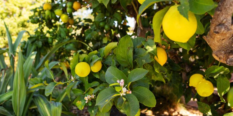 Алматы облысында лимон өсіріле бастады