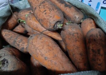 Сәбіз экспортына шектеу қойылса, шаруалар қайтпек?