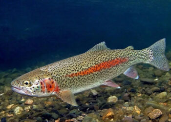 Алтай форелі Анталиядағы аквашаруашылық көрмесінде таныстырылды