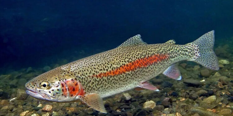 Алтай форелі Анталиядағы аквашаруашылық көрмесінде таныстырылды