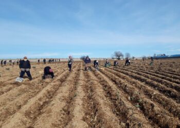 Сарыағашта көкөніс егу науқаны басталды