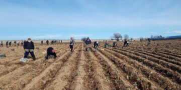 Сарыағашта көкөніс егу науқаны басталды