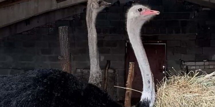 «Тоғанас» шаруа қожалығы түйеқұс өсіруді қолға алды