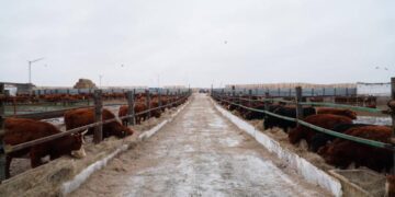 Ет кластерін дамыту үшін Ерейментауға 4 300 бас Қалмақ сиыры жеткізілді