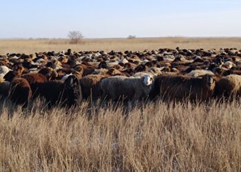 Абай облысы әкімінің орынбасары қой өсіруге қолайлы өңірдің қожалықтарын аралады