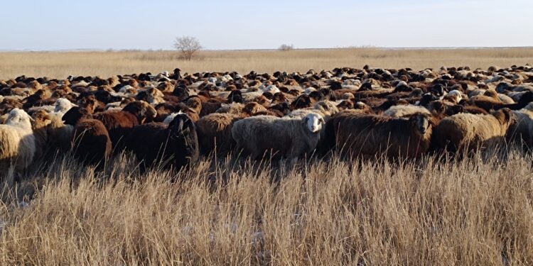 Абай облысы әкімінің орынбасары қой өсіруге қолайлы өңірдің қожалықтарын аралады