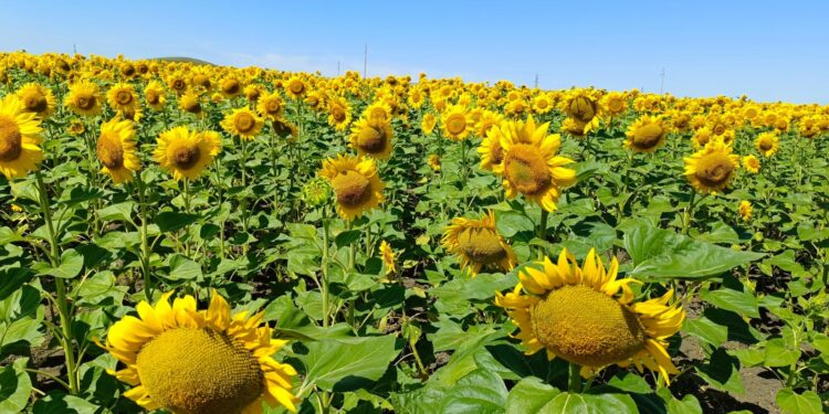 ШҚО-да майлы және жарма дақылдар тұқымын өңдейтін зауыт іске қосылады