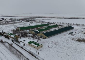 Биыл Ақмола облысында екі тауарлы сүт фермасы іске қосылады