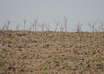 Келес ауданындағы кооператив қарқынды бақ өсіруді қолға алды