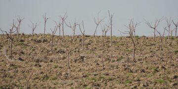Келес ауданындағы кооператив қарқынды бақ өсіруді қолға алды