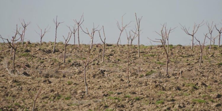 Келес ауданындағы кооператив қарқынды бақ өсіруді қолға алды
