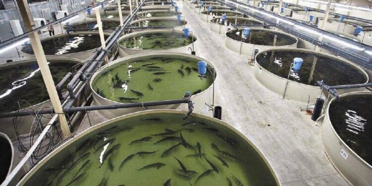 Балық өсіру саласына басымдық беріліп келеді