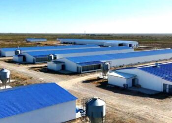 Жаңақорғанда жылына 3,5 мың тонна өнім шығаратын құс фабрикасы іске қосылады