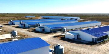 Жаңақорғанда жылына 3,5 мың тонна өнім шығаратын құс фабрикасы іске қосылады