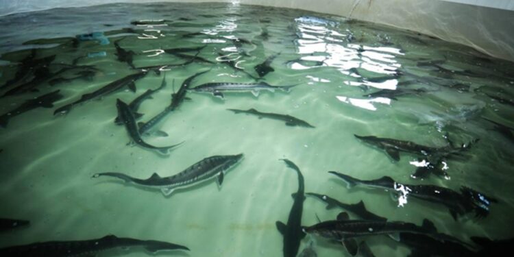 Маңғыстауда бекіре уылдырығын алудың жоғары технологиялық әдісі қолданылады