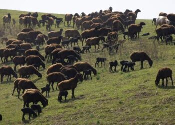 Қой қоздап, қорада шу…