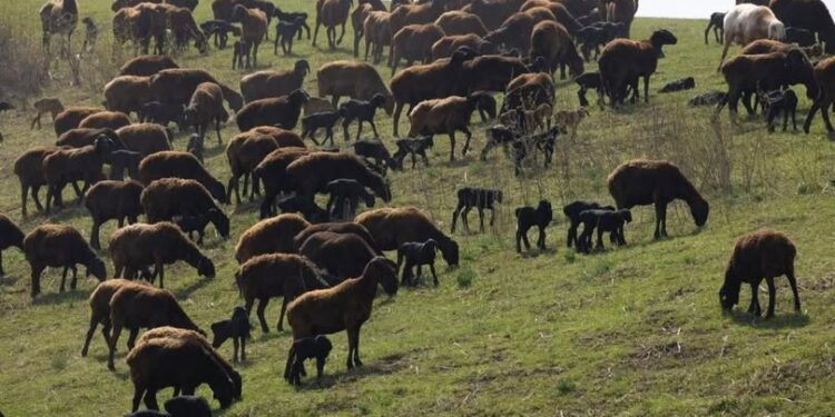 Қой қоздап, қорада шу…