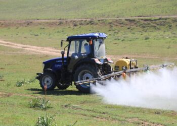 Сарыағаш ауданында қауіпті шегірткелерді жою шаралары жүріп жатыр