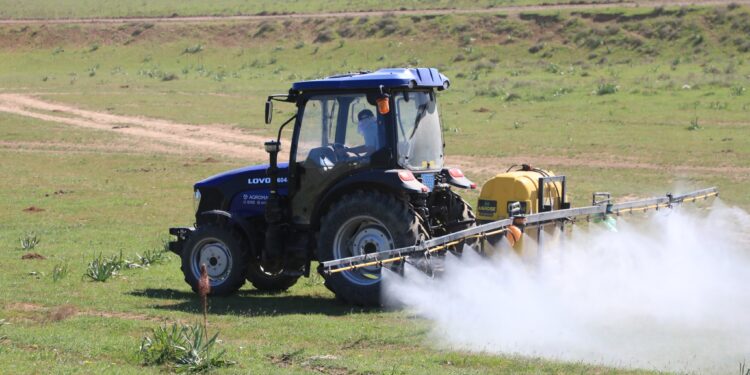 Сарыағаш ауданында қауіпті шегірткелерді жою шаралары жүріп жатыр