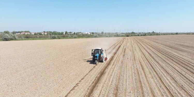 Мақтааралдың шаруалары мақта егуді бастады