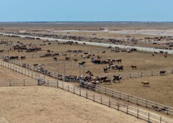 Түркістан облысындағы 50 мың бас ірі қара бордақылайтын алаң құрылысы жыл соңында толық аяқталады