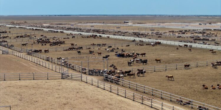 Түркістан облысындағы 50 мың бас ірі қара бордақылайтын алаң құрылысы жыл соңында толық аяқталады