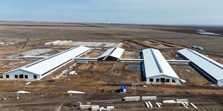 Атбасар ауданындағы тауарлы сүт фермасының құрылысы аяқталуға жақын