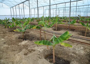 Түркістан облысында банан өсіретін жылыжай ашылды