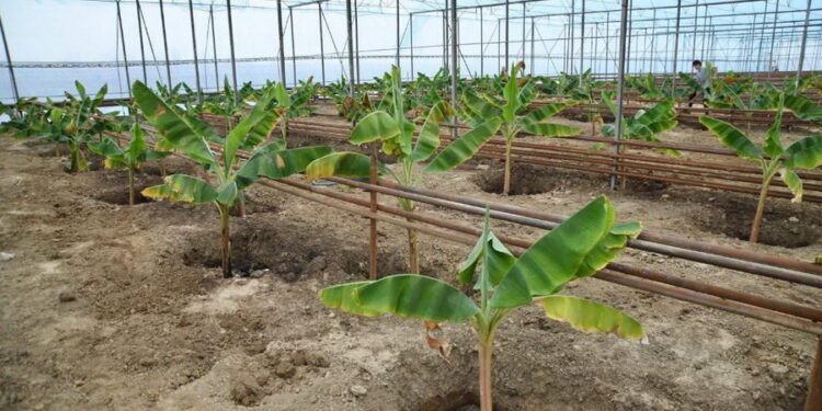 Түркістан облысында банан өсіретін жылыжай ашылды