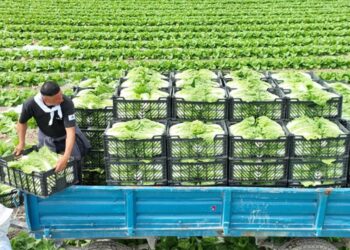 Түркістан облысының шаруалары ерте пісетін қырыққабатты экспорттай бастады