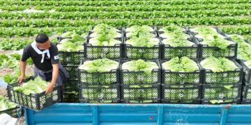 Түркістан облысының шаруалары ерте пісетін қырыққабатты экспорттай бастады