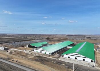 СҚО-дағы «НурСен Агро» серіктестігі Даниядан 231 бас джерси сүтті сиырларын әкелді