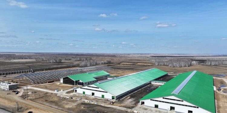 СҚО-дағы «НурСен Агро» серіктестігі Даниядан 231 бас джерси сүтті сиырларын әкелді