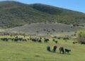 «Eurasia Agro Semey» ет комбинатының жанынан зәкірлік кооперация құрылады