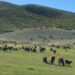 «Eurasia Agro Semey» ет комбинатының жанынан зәкірлік кооперация құрылады