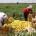 Түркістан облысында 1 100 тонна қауын мен қарбыз жиналды