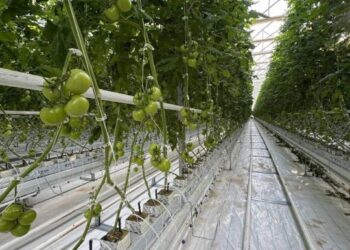 Түркістан облысында жылыжай кешендерінің саны артады