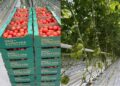 Түркістандағы «Ecoculture-Eurasia» жобасының бірінші кезеңінде 2 мың тонна қызанақ өсірілді