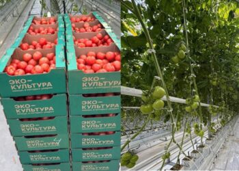 Түркістандағы «Ecoculture-Eurasia» жобасының бірінші кезеңінде 2 мың тонна қызанақ өсірілді