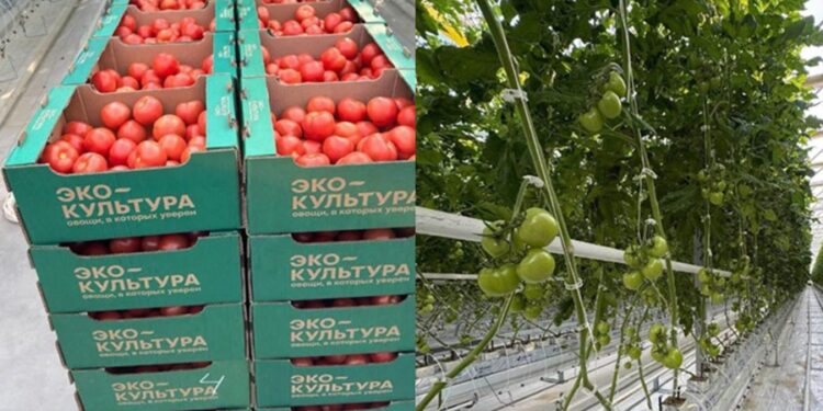 Түркістандағы «Ecoculture-Eurasia» жобасының бірінші кезеңінде 2 мың тонна қызанақ өсірілді