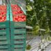 Түркістандағы «Ecoculture-Eurasia» жобасының бірінші кезеңінде 2 мың тонна қызанақ өсірілді